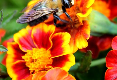 A bee collects pollen from this blooming marigold.