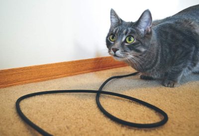 Cat-and-Cords-01