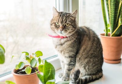 Cute cat lays on a window sill with home plants. Cat friendly an