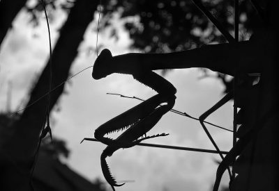 a dark silhouette of a praying mantis