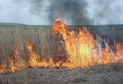 Controlled burn of vegetation