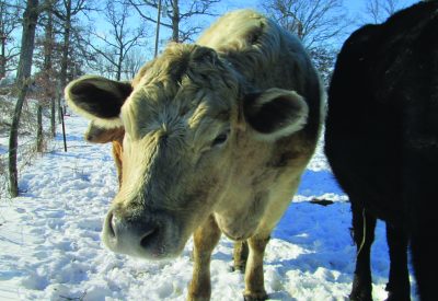 Cow SnowyIcy ICL