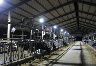 The T-Bar M Dairy Ranch, outside of Durant, Okla., normally uses 250-W metal halide lights in its barns. CRN exchanged those bulbs in 10 fixtures with 120-W LEDs. After six months, the dairy had cut energy use by 55 percent and boosted brightness by 30 percent. Source: Cooperative Research Network