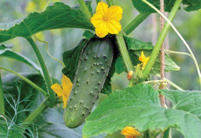 Green cucumber on a branch with yellow flowers. Juicy fresh cucumber on a background of leaves. Macro shooting