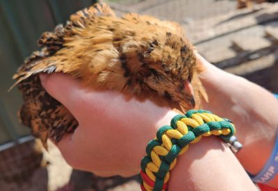 A fancy brown chicken sleeps while being held in someone's hands.