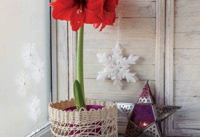 Red amaryllis on a windowsill with Christmas decorations