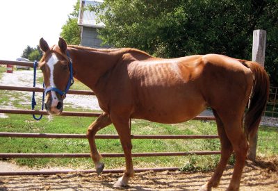 Ginger was very underweight and pregnant when rescued.