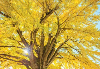 Gingko_tree_390335420_sm