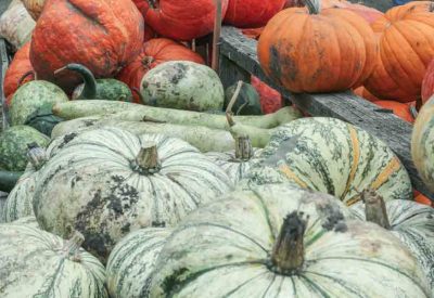 Great-Pumpkin-Patch-011