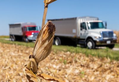 Cornfield during fall harvest. Corn harvest season, farming and
