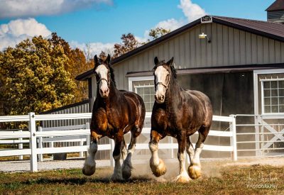 Ace and Dexter enjoy a gallop in the paddock. Photo courtesy of Jim Descher Photography