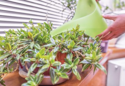 Taking care of houseplants