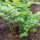 Spices and Herbs, Lovage plant (Levisticum officinale) growing in the garden.