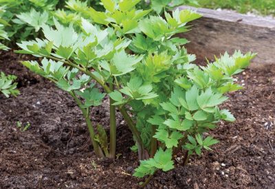 Spices and Herbs, Lovage plant (Levisticum officinale) growing in the garden.