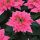 Bright pink poinsettias
