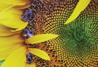 Brienne Martin, Corn Belt Energy Corporation, Bees on a sunflower
