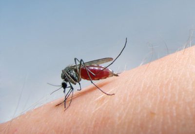 mosquito sucking blood