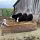 A toddler stands in a feed box while black and white cows stare at him