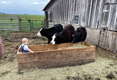 A toddler stands in a feed box while black and white cows stare at him