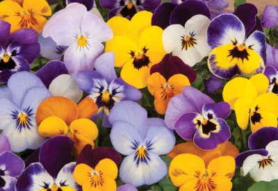 mixed colors of pansies in garden