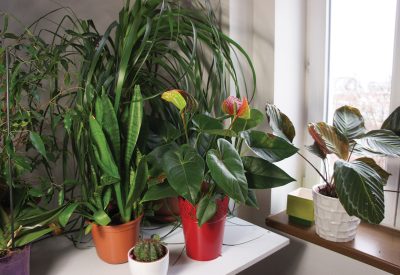 Mix of houseplants in the white room