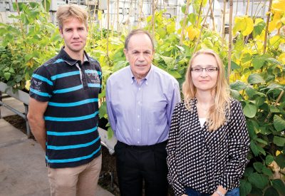 Stephen P. Long, a professor of crop sciences and of plant biology, center, with postdoctoral researchers Johannes Kromdijk, left, and Katarzyna Glowacka, increased plant yield by altering a mechanism plants use to protect themselves from excess solar energy. - Photo by L. Brian Stauffer