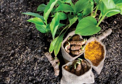 Small turmeric seedlings and roots, turmeric powder in jute sack