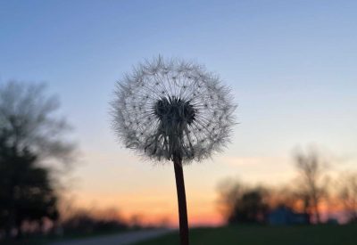 Silhouette of a dandelion gone to seed