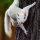 A white squirrel stares at the camera from the side of a tree.