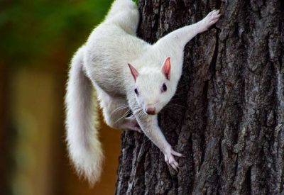A white squirrel stares at the camera from the side of a tree.