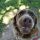 A brown dog grins up at the camera. It's nose looks huge from this perspective