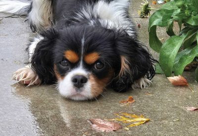 A King Charles Chevalier looks sadly at the camera