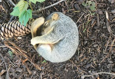 Sleeping baby squirrel curled into a ball on the ground next to a pine cone.