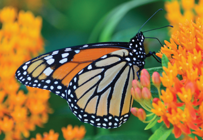 Monarch butterfly on orange milkweed