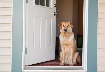 dog-in-doorway_193611755