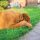 The dog lies on a green lawn and covers its muzzle with a paw