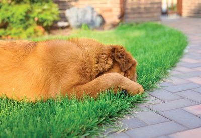 The dog lies on a green lawn and covers its muzzle with a paw