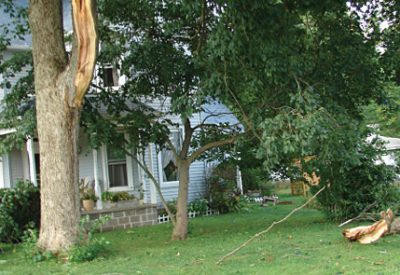 Fallen tree limb near white house