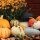 pumpkins_463997782