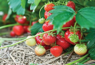 Closeup of fresh organic strawberries growing on the vine