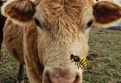 Yellow cow with bees